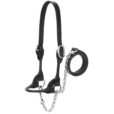 Halter Beef Rounded Show