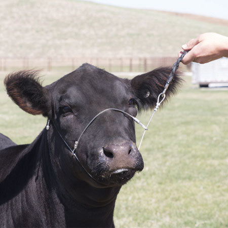 Halter Cruise Control